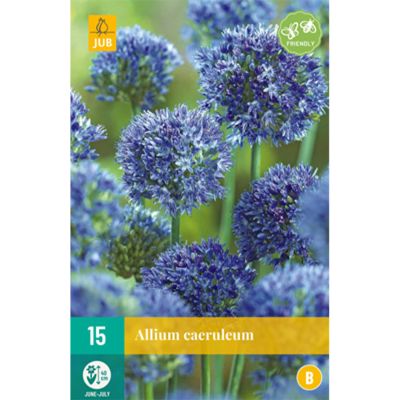 Allium 'Blue Heaven' Allium 'Blue Heaven'