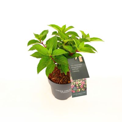 Rispenhortensie 'Living Infinity®'