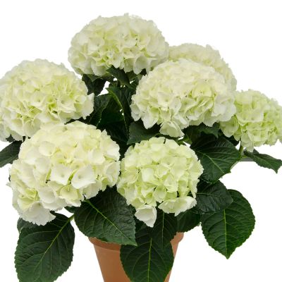 Ballhortensie Saxon® 'Bright White'