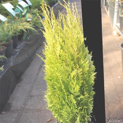 Gelbe Kegelzypresse, 'Romana' Gelbe Kegelzypresse, 'Romana'