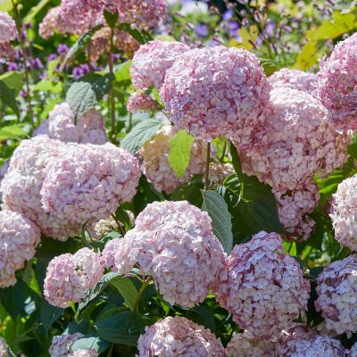 Hortensie 'Candybelle® Bubblegum'
