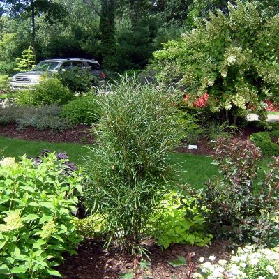Farnblättriger Säulen-Faulbaum / Farnblättriges Pulverholz 'Fine Line®'