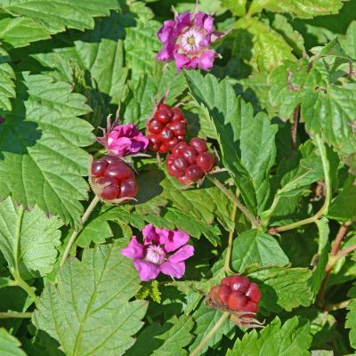 Allackerbeere 'Beata'