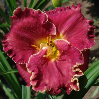 Taglilie 'David Kirchhoff'