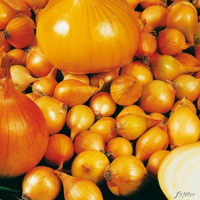 Gelbe Wintersteckzwiebeln 'Senshyu Yellow' - 50 Stück Gelbe Wintersteckzwiebeln 'Senshyu Yellow' - 50 Stück
