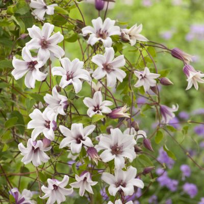 Clematis 'Princess Kate' Clematis 'Princess Kate'