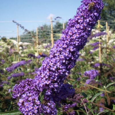 Zwerg-Schmetterlingsflieder 'Nanho Blue'