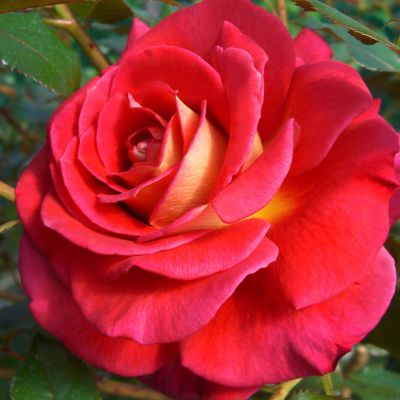 Edelrose 'Copacabana' Edelrose 'Copacabana'