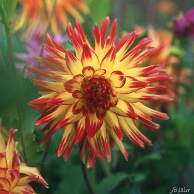Kaktusdahlie 'Vuurvogel'