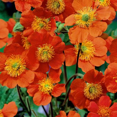 Garten-Nelkenwurz 'Orange Queen'