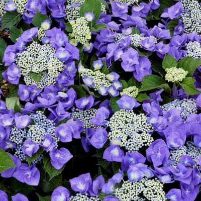 Tellerhortensie 'Blaumeise' Tellerhortensie 'Blaumeise'