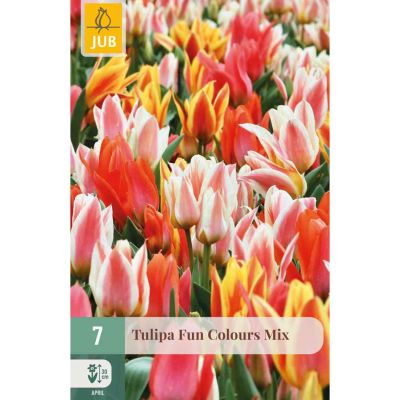 Botanische Tulpe 'Fun Colours Mix' - 7 Stück