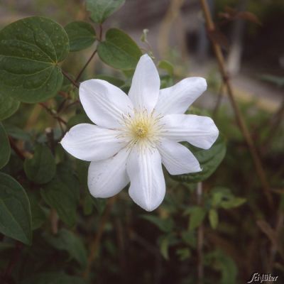 Clematis 'Madame Le Coultre' Clematis 'Madame Le Coultre'
