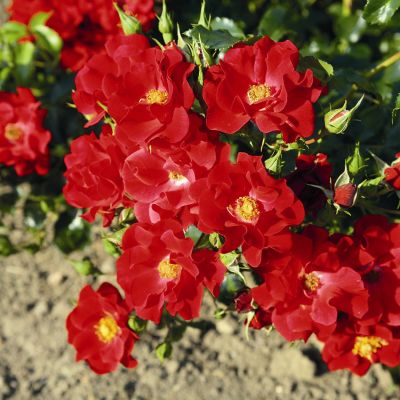 Bodendeckerrose 'Matador' Bodendeckerrose 'Matador'