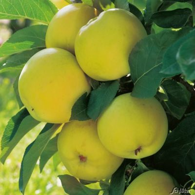 Säulenapfel 'Goldcats' Säulenapfel 'Goldcats'