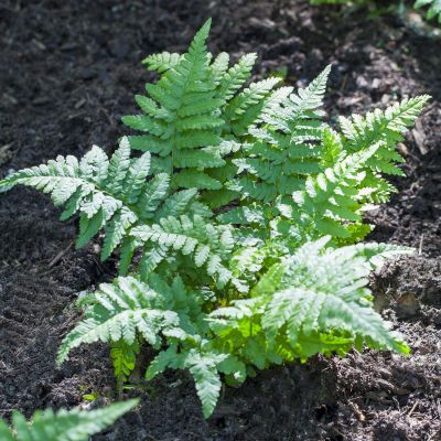 Tüpfelfarn Tüpfelfarn