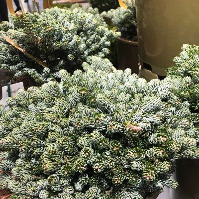 Eissilberne Zwerg-Lockentanne 'Kohout's Icebreaker®' -  Koreatanne