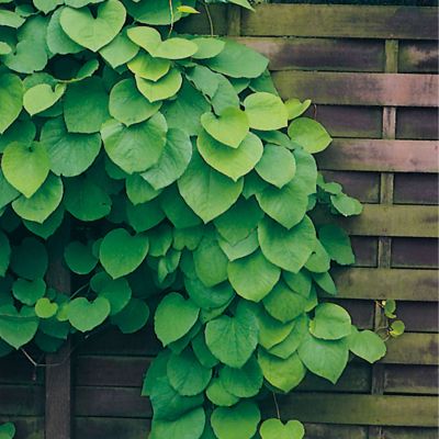 Riesenblättrige Pfeifenwinde Riesenblättrige Pfeifenwinde