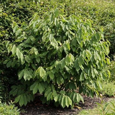 Indianerbanane / Papau