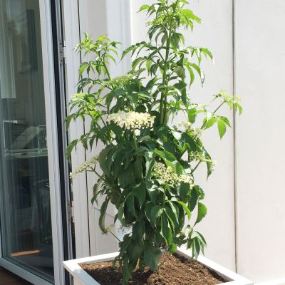 Grünlaubiger Säulen-Holunder 'Green Tower®' Grünlaubiger Säulen-Holunder 'Green Tower®'