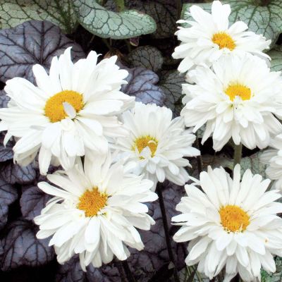 Großblumige Margerite 'Victorian Secret'