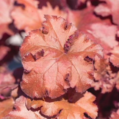 Purpurglöckchen 'Peachberry Ice' Purpurglöckchen 'Peachberry Ice'