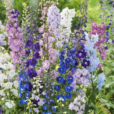 Rittersporn Mischung - 5 Stück