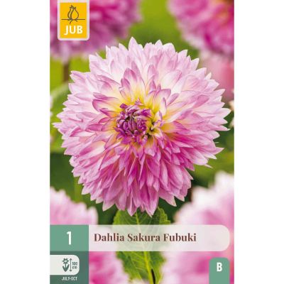Dahlie 'Sakura Fubuki'