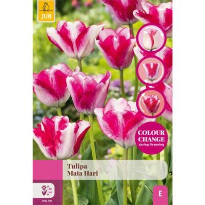Einfache späte Tulpe 'Mata Hari'