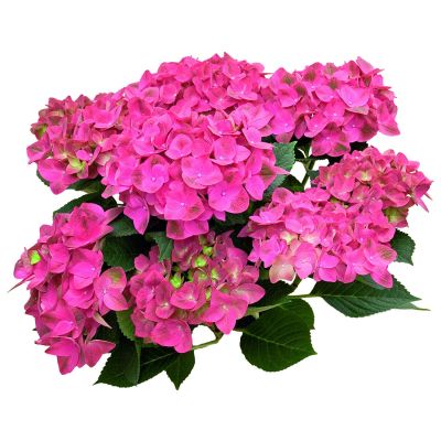 Hortensie Saxon® 'Grünes Gewölbe'