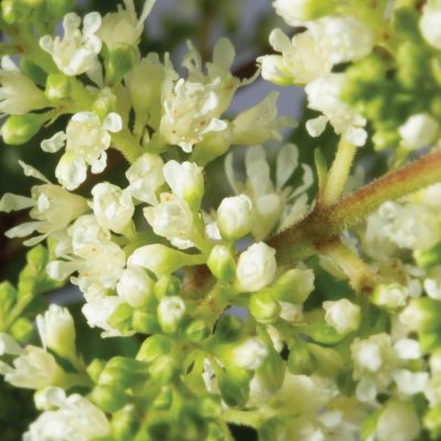 Prachtspiere 'Astary® White' Prachtspiere 'Astary® White'