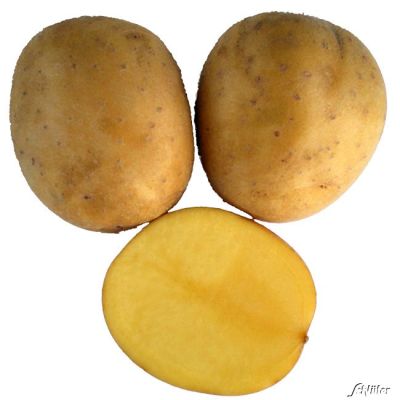 Pflanzkartoffeln 'Belana' Pflanzkartoffeln 'Belana'
