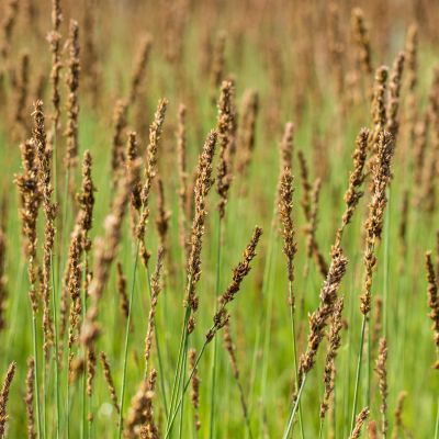 Kleines Pfeifengras 'Moorhexe' Kleines Pfeifengras 'Moorhexe'