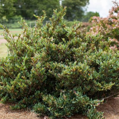 Traubiger Zweigriffel 'Cinnamon Girl®' Traubiger Zweigriffel 'Cinnamon Girl®'