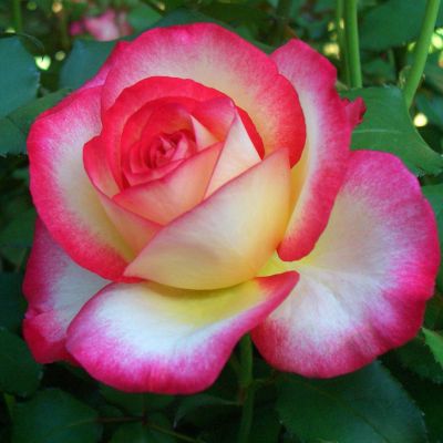Edelrose 'Leo Ferre' Edelrose 'Leo Ferre'