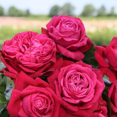 Edelrose 'Ruby Kiss' Edelrose 'Ruby Kiss'