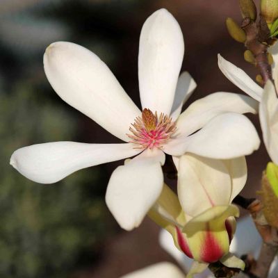 Magnolie 'Sunrise®'