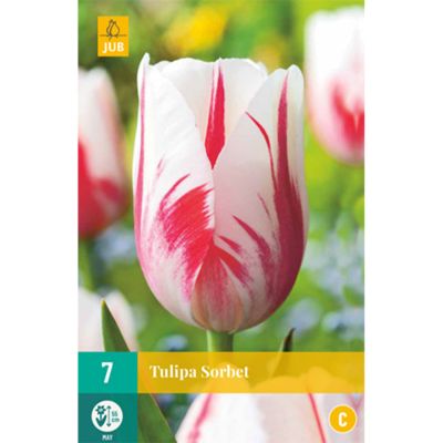 Einfache späte Tulpe 'Sorbet' - 7 Stück