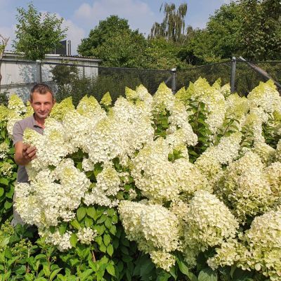 Rispenhortensie 'Hercules' Rispenhortensie 'Hercules'