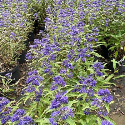 Bartblume 'Blue Cloud' Bartblume 'Blue Cloud'