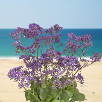 Strandflieder 'Purple Parachute'