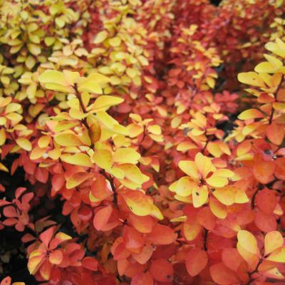 Gelbe Säulen-Berberitze 'Golden Torch'