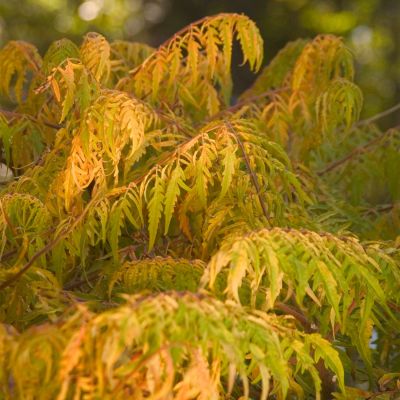 Essigbaum 'Tiger Eyes'