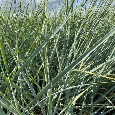 Strandroggen 'Blue Dune' Strandroggen 'Blue Dune'