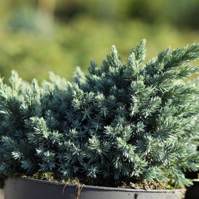 Blauer Zwerg-Wacholder 'Blue Star' Blauer Zwerg-Wacholder 'Blue Star'