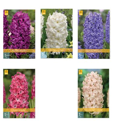 Hyazinthen 'Mischung' - 5 Stück Hyazinthen 'Mischung' - 5 Stück