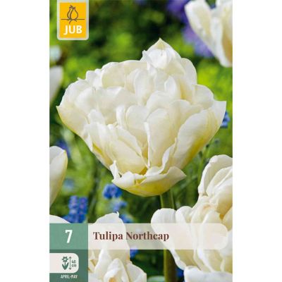 Gefüllte frühe Tulpe 'Northcap' - 7 Stück