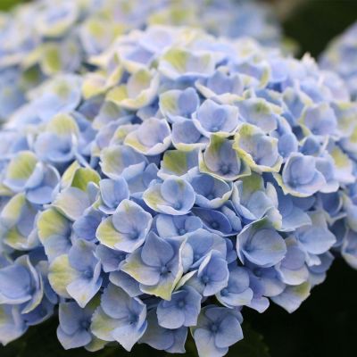 Hortensie 'Magical® Revolution' - Blue Hortensie 'Magical® Revolution' - Blue