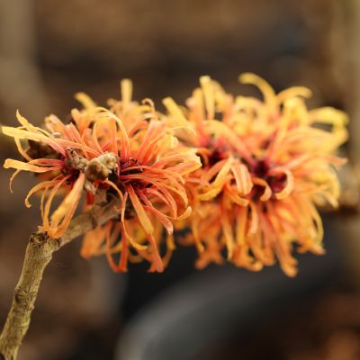 Zaubernuss 'Aphrodite' Zaubernuss 'Aphrodite'