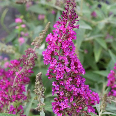 Zwerg-Schmetterlingsflieder 'Buzz® Magenta'